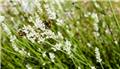Lavandula angustifolia Artic Snow Pot 13