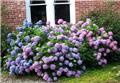 Hydrangea macrophylla Endless Summer The Original Pink Pot P23 - C5L