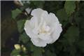Hibiscus syriacus White Chiffon Pot C10L
