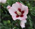 Hibiscus syriacus Hamabo 80 100 Pot C10Litres