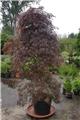 Acer palmatum Inaba Shidare 175 200 cm Pot P43cm