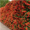 Pyracantha Mohave 100 120 Pot C5