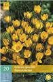 Crocus chrysanthus Fuscotinctus * 15 pc cal.5/+  ** Parfumé **