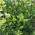 Ilex crenata Dark Green Buisson 30 40  Pot P17 ** Alternative aux buis ** *** Remise importante à partir de 10 plantes **