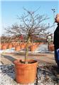 Acer palmatum Dissectum Stella Rosa Tg 100 cm Tête 150 cm Pot C110  ** Une pièce exceptionelle **