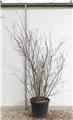 Amelanchier lamarckii Multi-tronc 300 400 Pot C70 ** Grosse plante exceptionnelle **