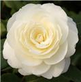 Camellia japonica Dahlonega Blanc Pot C20Litres ** 10 ans **