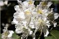 Rhododendron Madame Masson 60 70 Pot C10