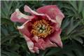 Paeonia itoh Old Rose Dandy XXTRA Pot C5Litres