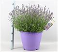 Lavandula angustifolia Essence Purple Pot P26 cm