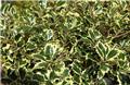 Ilex aquifolium Argenteo Marginata 80 100 Pot C7.5