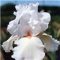 Iris germanica White Knight 1 pc / sachet