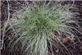 Carex comans Amazon Mist Pot P12 - C1.2L