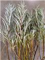 Salix Rosmarinifolia 60 80 CM JPL RN *** Remise importante à partir de 10 plantes **