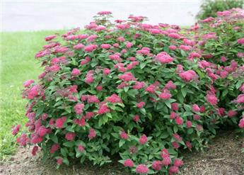 Spiraea japonica Double Play® Red Pot C3.6Litres