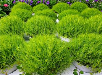 Sagina Subulata Green Moss Pot C2