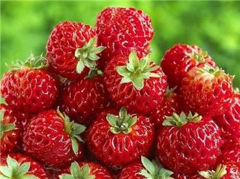 Fraisier PURPLE FRESH - Framberry Pot P12 ** Original gout fraise et framboise **