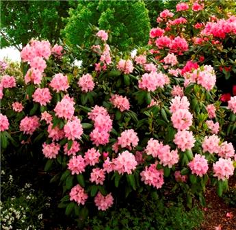 Rhododendron Scintillation 50 60 Pot C7.5