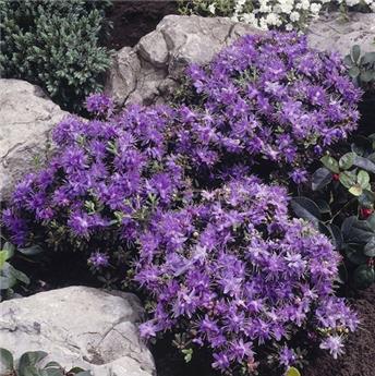Rhododendron impeditum Purple Gem 20 30 cm Pot C7.5  ** Nain ** Plante forte