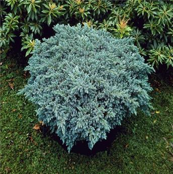 Juniperus squamata Blue Star Pot C5Litres