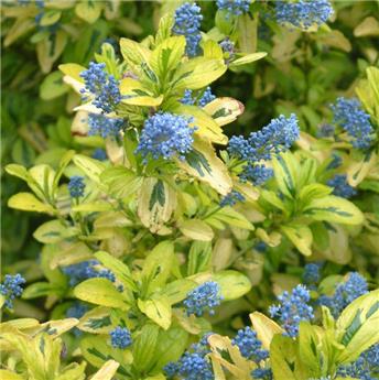 Ceanothus thyrsiflorus Zanzibar® (bleu) C.4L * Feuillage persistant **