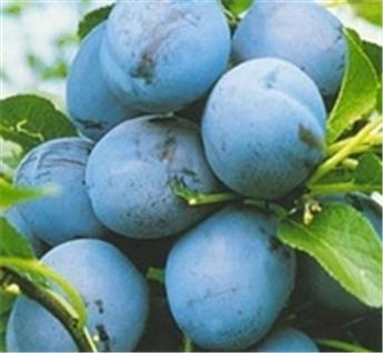 Prunier Bleue de Belgique Buisson Pot **Prêt à produire**