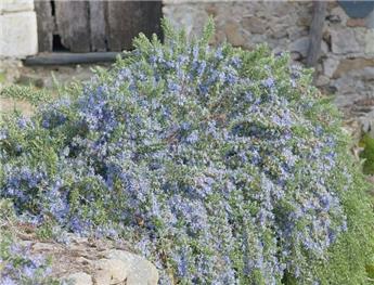 Rosmarinus officinalis Capri ou Repens Pot P18 - Romarin rampant