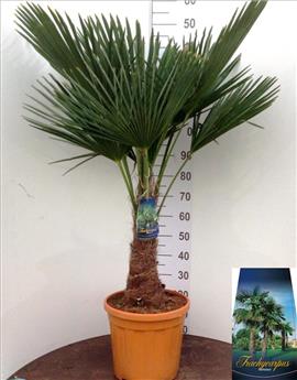Trachycarpus Fortunei 1 tronc 60 80 cm Ht 150 170 cm Pot