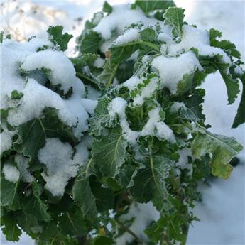 Brassica ol. ram. Daubenton Pot C 1.5L - Choux perpétuel