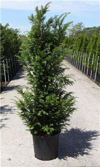 Taxus baccata 125 150 cm XXL Pot :se plante toute l´année.*** Remise importante à partir de 5 plantes **