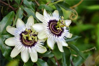 Passiflora Beauty Of hanovre Pot  ** Fleurs de la passion blanche **