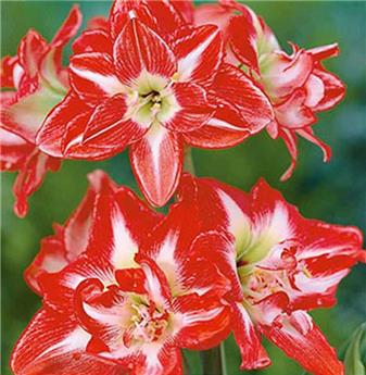 Amaryllis double rouge-blanc * 1 pc cal.28/30 ** boîte décorative **