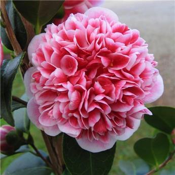 Camellia japonica Volunteer (rose) Pot C15 9 ans  ** Forme et couleur originals **