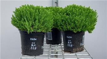 Hebe Emerald Green Pot P13 - C1L