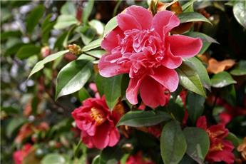 Camellia japonica Mark Alan Pot C5