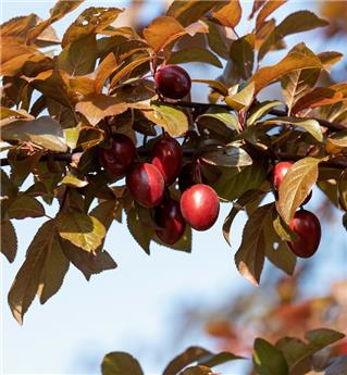 Prunus cerasifera Trailblazer Haute Tige ** Prunier décoratif et productif **