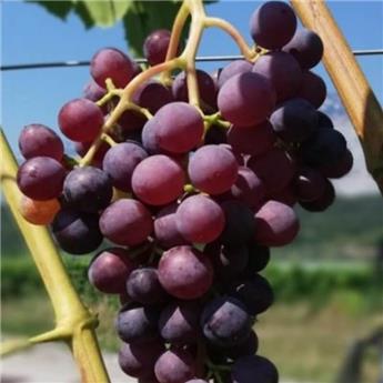 Vitis vinifera Suffolk Red Pot C3 ** Sans pépins; très résistante aux maladies et au froid **