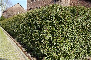Prunus lusitanica Angustifolia 150 175 cm XXL Motte