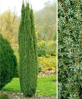 Juniperus communis Arnoldl 30 40 cm Pot C3