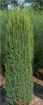 Juniperus communis Hibernica 80 100 cm Pot C5