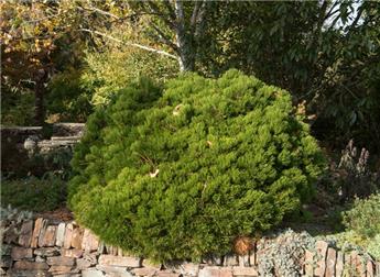 Pinus mugo Humpy Pot C15
