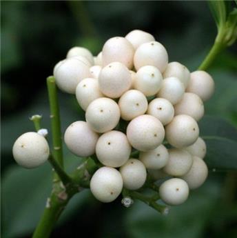 Skimmia japonica Kew White Pot Femelle