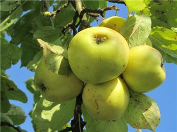 Pommier Pomme D´Or HauteTige ** Variété très résistante - Pomme à cidre **