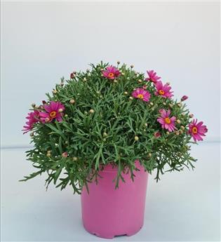 Chrysanthemum frutescens Rose Saumon Pot P25 cm