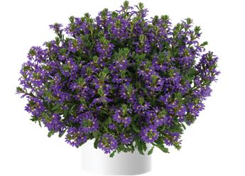 Scaveola purple Haze Pot P19 Plantes retombantes