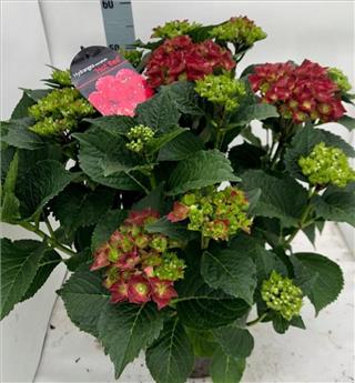 Hydrangea macrophylla Royal Red Pot P23