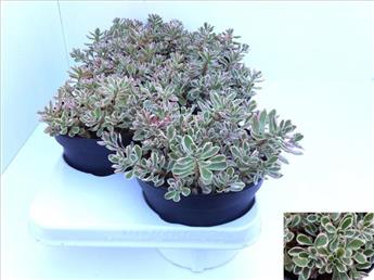 Sedum spurium Variegatum Pot P15