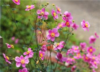 Anemone japonica Attraction Pink Pot P19