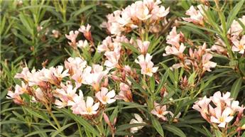 Nerium oleander Corazon buisson ROSE PECHE 60 80 Pot 22 Laurier Rose