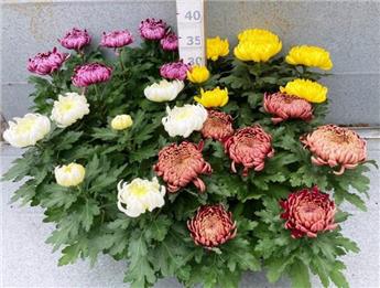 Chrysanthème Grosses Fleurs Pot P27 Couleurs variées